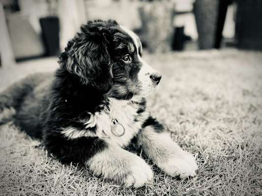 Foto-Challenge 76: Foto in Schwarz-Weiss-Beitrag-Bild