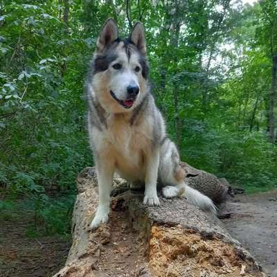 Nordische Hunde-Beitrag-Bild