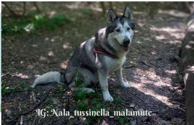 Nordische Hunde-Beitrag-Bild