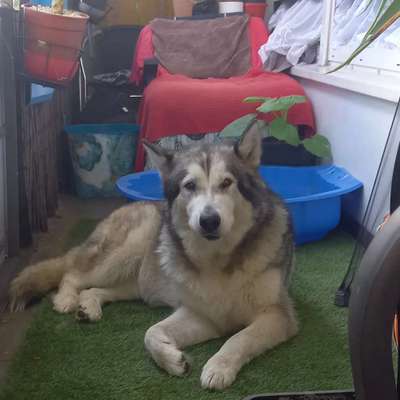 Nordische Hunde-Beitrag-Bild