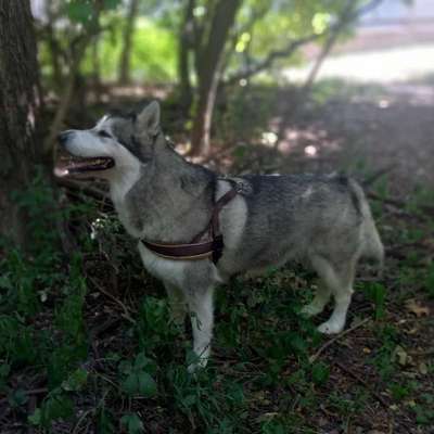 Nordische Hunde-Beitrag-Bild