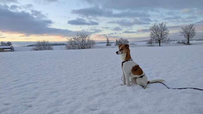 Hundetreffen-Hundetreffen aus Oppershofen und Umgebung-Bild