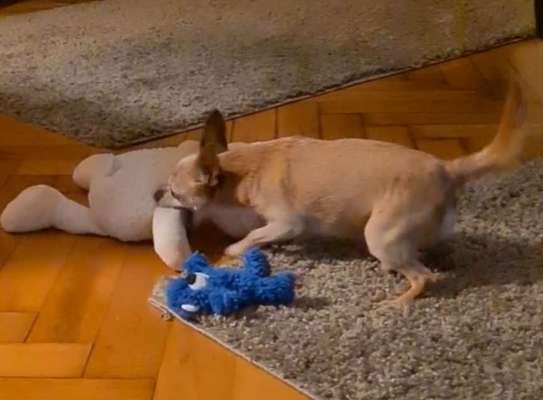 Hunde in Action-Beitrag-Bild