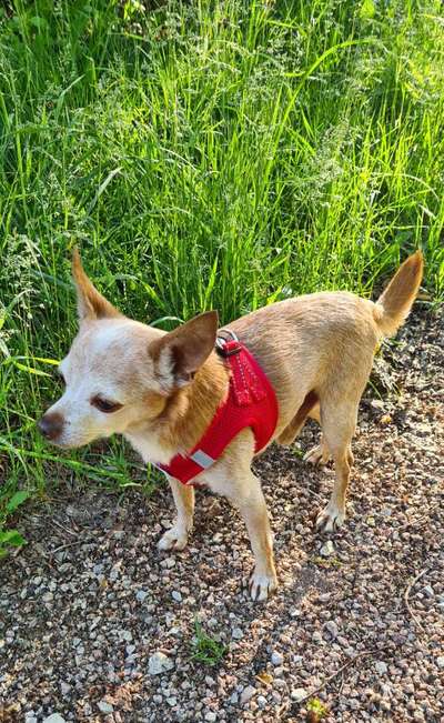 Wo sind die Chihuahua Besitzer ?-Beitrag-Bild