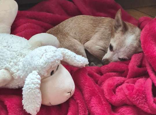 FOTO-Challenge  NR. 91: Die pure Entspannung-Beitrag-Bild