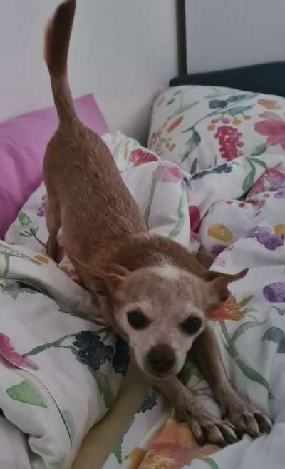 Wo sind die Chihuahua Besitzer ?-Beitrag-Bild