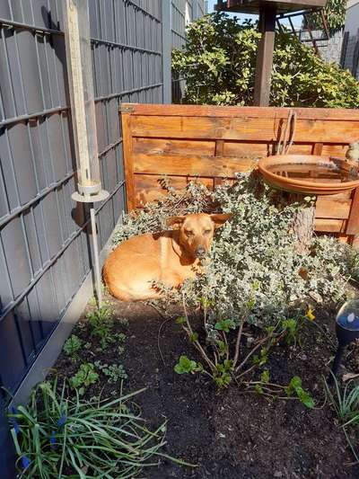 Die Dogorama Monats Challenge "Es grünt und blüht"-Beitrag-Bild