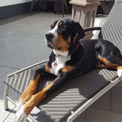 Reinrassige Hunde?-Beitrag-Bild