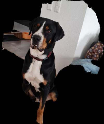 Berner Sennen-Beitrag-Bild