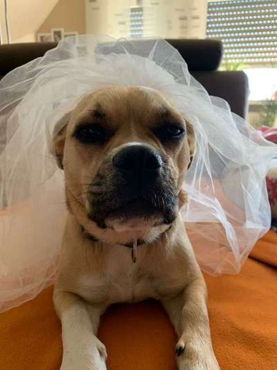 Hunde Memes-Beitrag-Bild