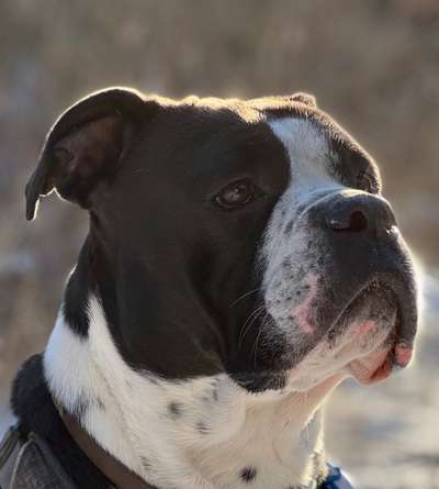 Wo sind meine AMERICAN BULLDOGS?-Beitrag-Bild