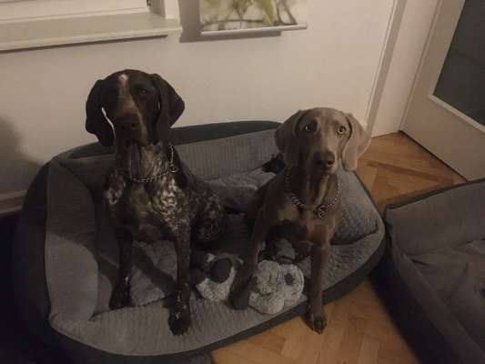 Weimaraner-Beitrag-Bild