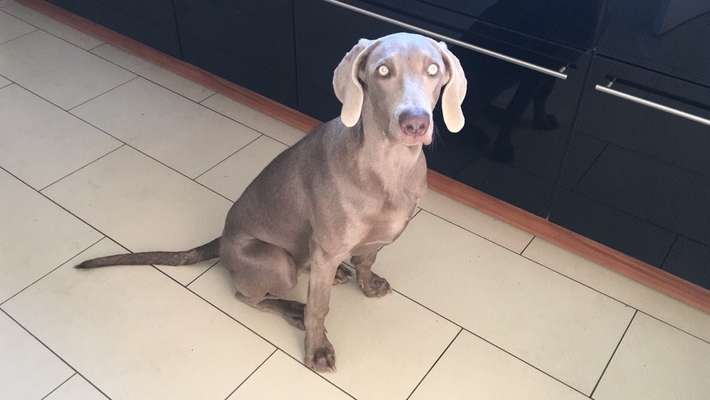 Weimaraner-Beitrag-Bild