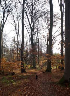 Hundeauslaufgebiet-Haßleyer Wald-Bild