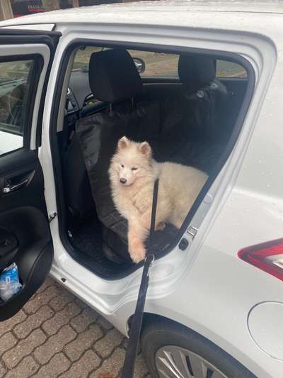 Samojede-Beitrag-Bild