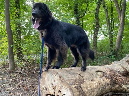 Hovawart-Beitrag-Bild