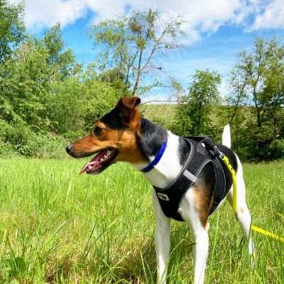 Hundetreffen-Gassi Freunde gesucht