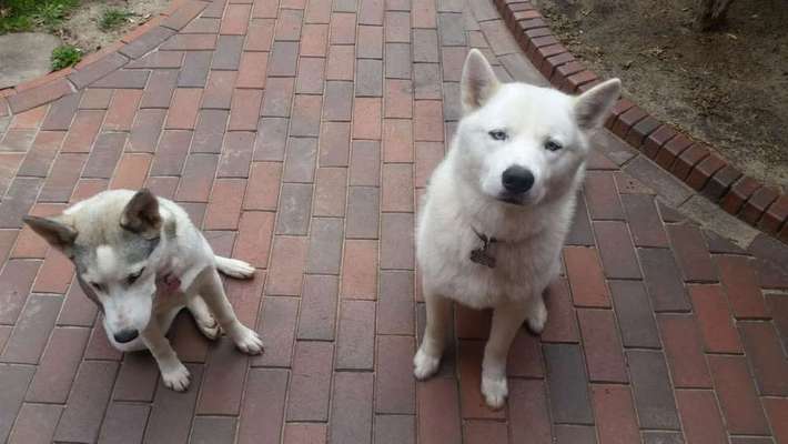 Wie lange und wie oft geht ihr gassi?-Beitrag-Bild