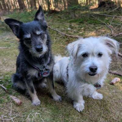 Hundetreffen-Gassi oder Wanderpartner gesucht-Bild