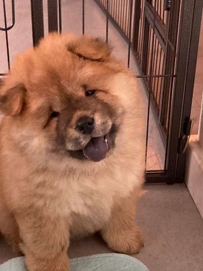 Welpen Bilder !-Beitrag-Bild