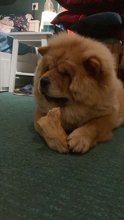 Chow Chows?-Beitrag-Bild