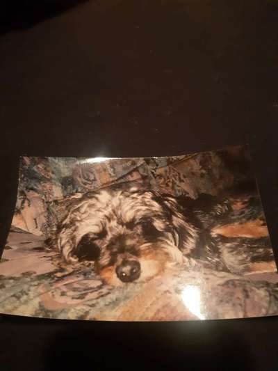 euer ältester Hund ?-Beitrag-Bild