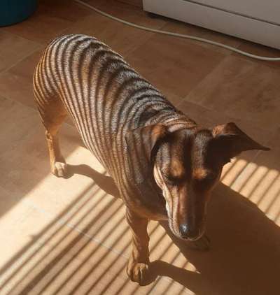 Challenge 23 : "  Euer Hund beim Frühlingserwachen "-Beitrag-Bild