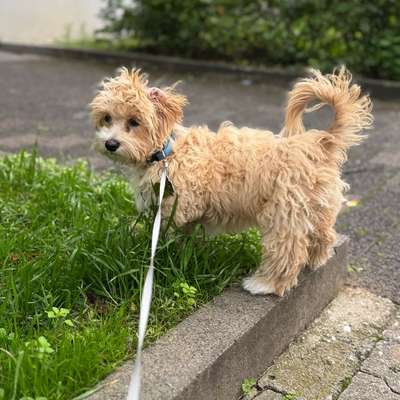 Hundetreffen-Maltipoo Welpe Bunny sucht Freunde-Bild