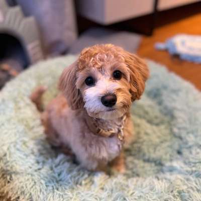 Hundetreffen-Maltipoo Welpe Bunny sucht Freunde-Bild