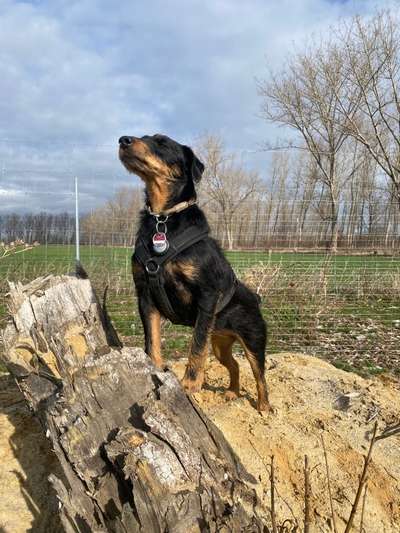 Dogorama Photo Challenge - Einmal lächeln bitte-Beitrag-Bild