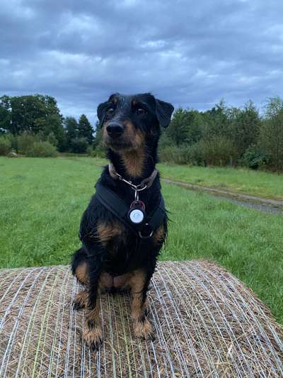 Suche Jagdterrier halter-Beitrag-Bild