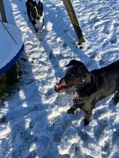 Dogorama Photo Challenge - Fail/Outtakes-Beitrag-Bild