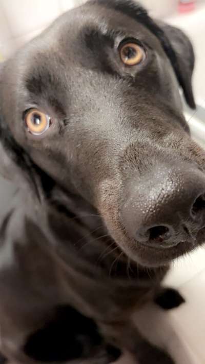 Labradorfans-Beitrag-Bild