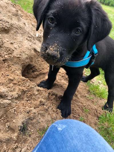 Welpen Bilder !-Beitrag-Bild