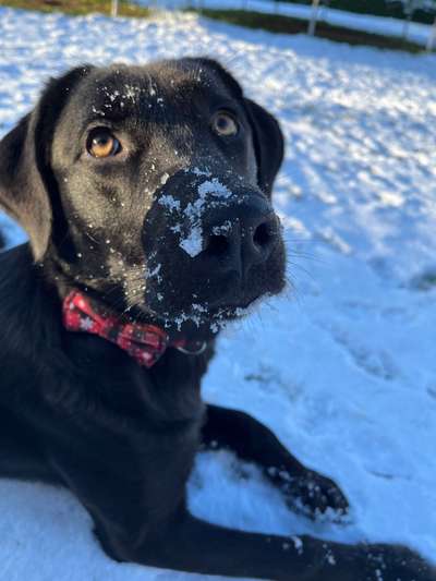 Labradorfans-Beitrag-Bild