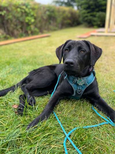 Labradorfans-Beitrag-Bild