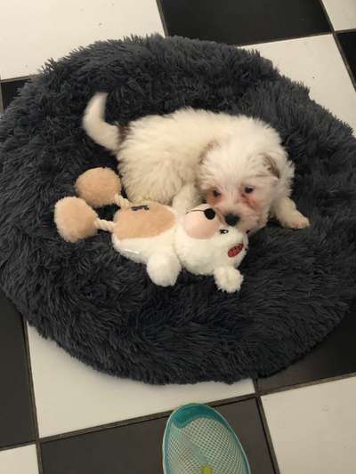 Welpen Bilder !-Beitrag-Bild