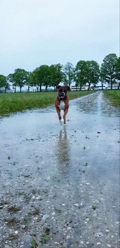 Die Dogorama Wochen Challenge: “Regenspaziergänge"-Beitrag-Bild