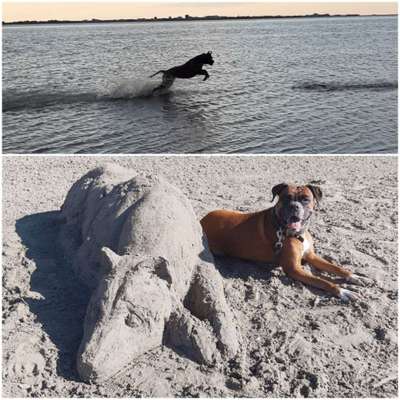 Die Dogorama Wochen Challenge: “Dein Hund im Urlaub”-Beitrag-Bild