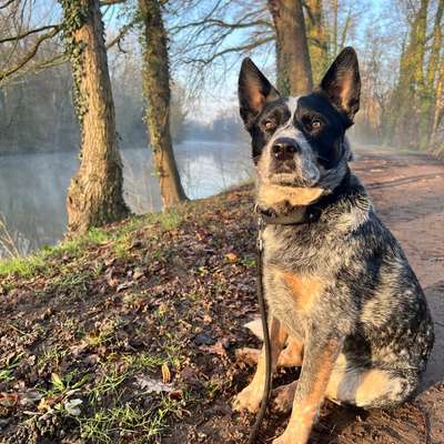 Hundetreffen-Hundetreffen in Mühlacker – Kennenlernen & Spielen-Bild