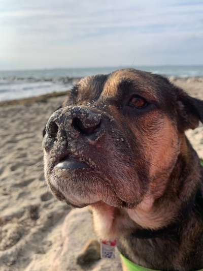 Zeigt mir die tollste Nahaufnahme von eurer Fellnase-Beitrag-Bild