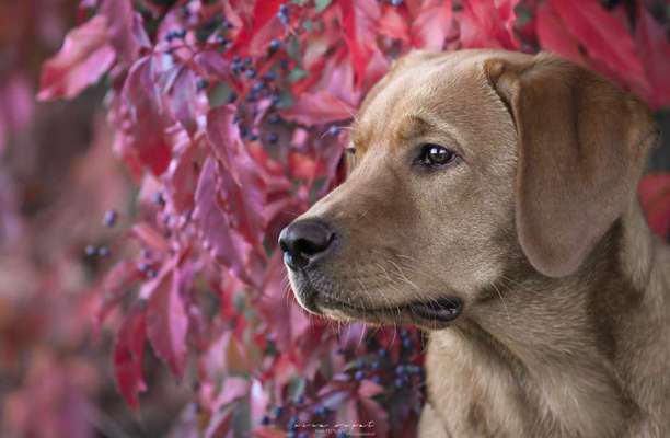 Dogorama Photo Challenge - Portrait-Beitrag-Bild