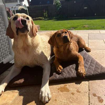 Bester Freund, Hundekumpel - zeigt her!-Beitrag-Bild