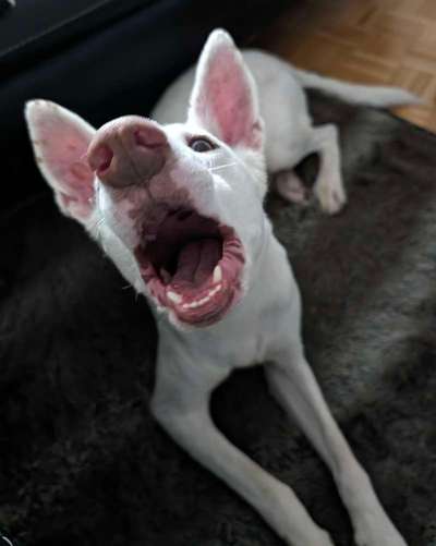 Lustigsten Grimassen von euren Hunden-Beitrag-Bild