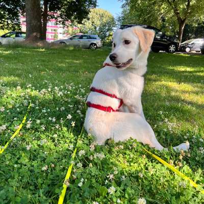 Hundetreffen-Hundetreffen zum Spielen-Bild