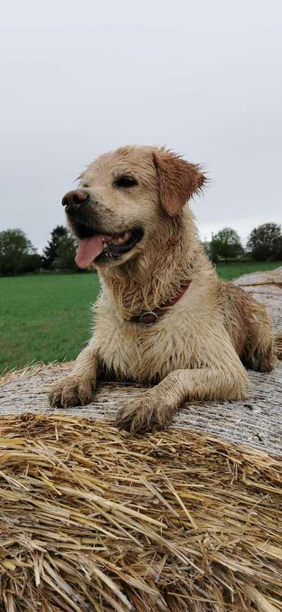 Golden Retriever-Beitrag-Bild