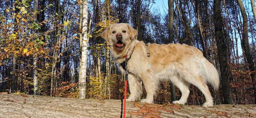 Golden Retriever-Beitrag-Bild