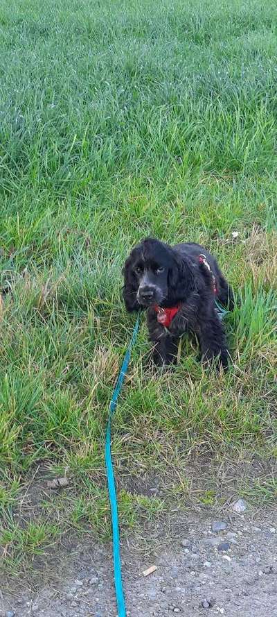 Hundekleidung - Top oder Flop-Beitrag-Bild