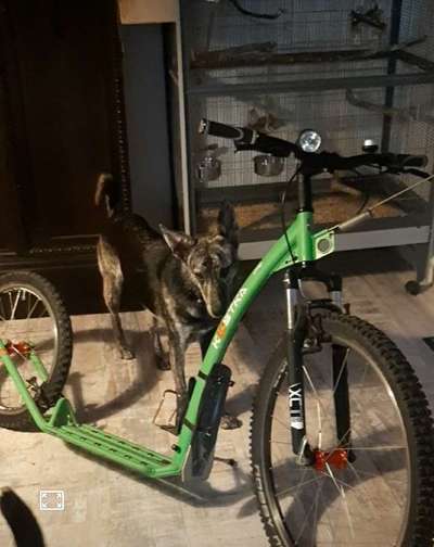 Hobby's mit Hund-Beitrag-Bild