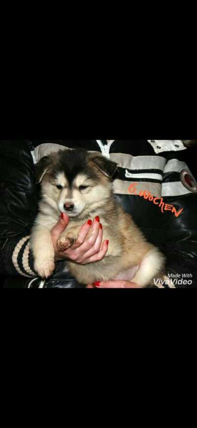 Welpen Bilder !-Beitrag-Bild